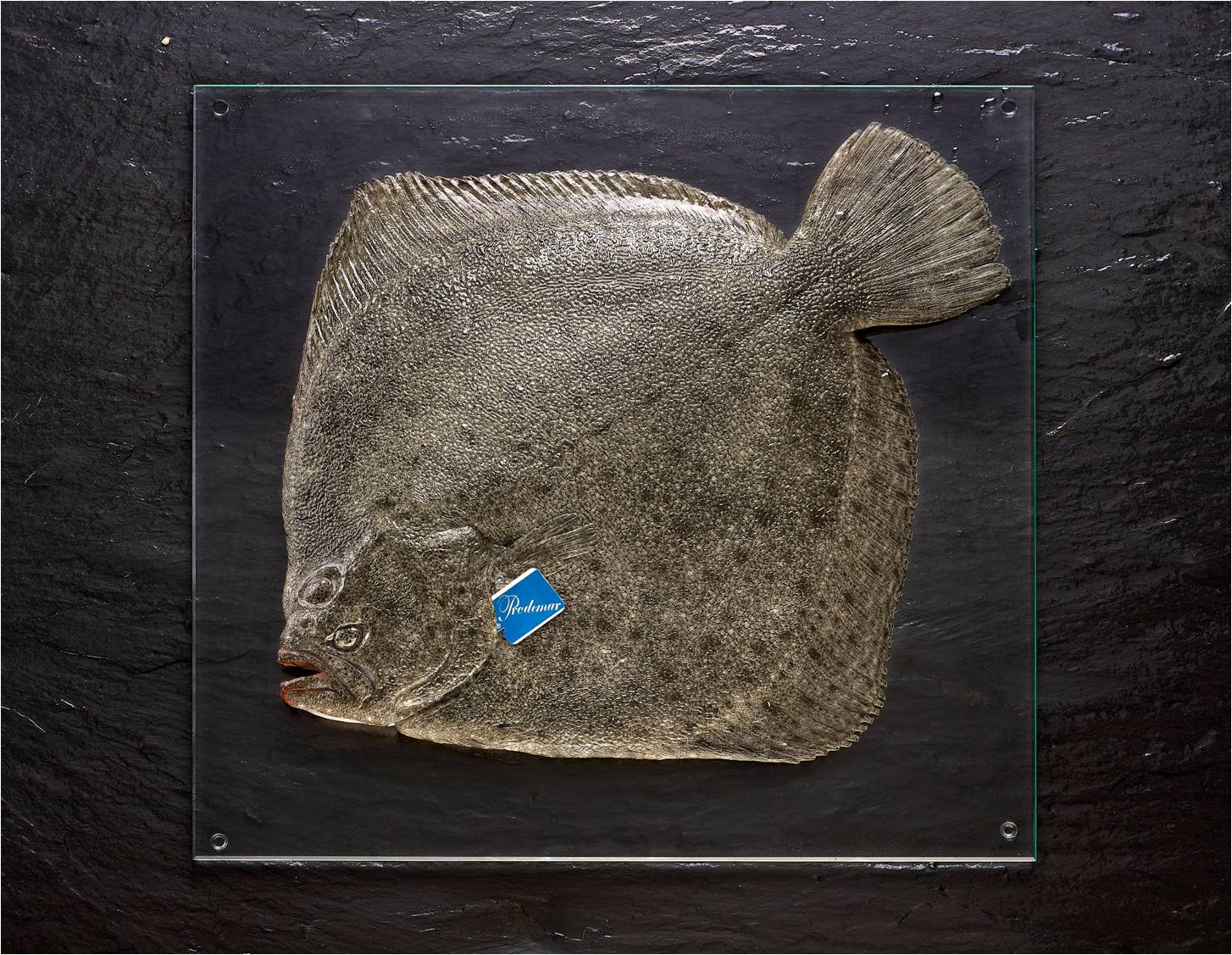 Turbot Greenland Halibut Seacore Seafood Products